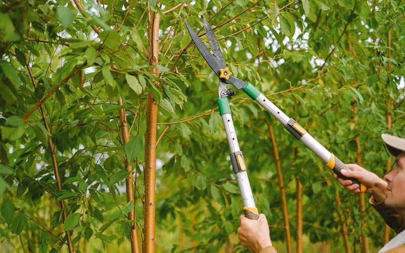 Tree trimming in Leslie, AR