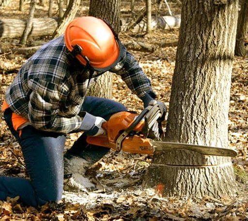 Tree Removal in Leslie, AR